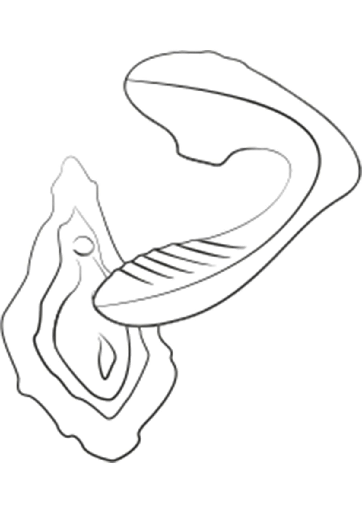 Bestel: Reverb G - spot Air pressure Vibrator by Romp - bij Happytoys: de erotische sex webshop | liever Happy dan Easy ⭐⭐⭐⭐⭐