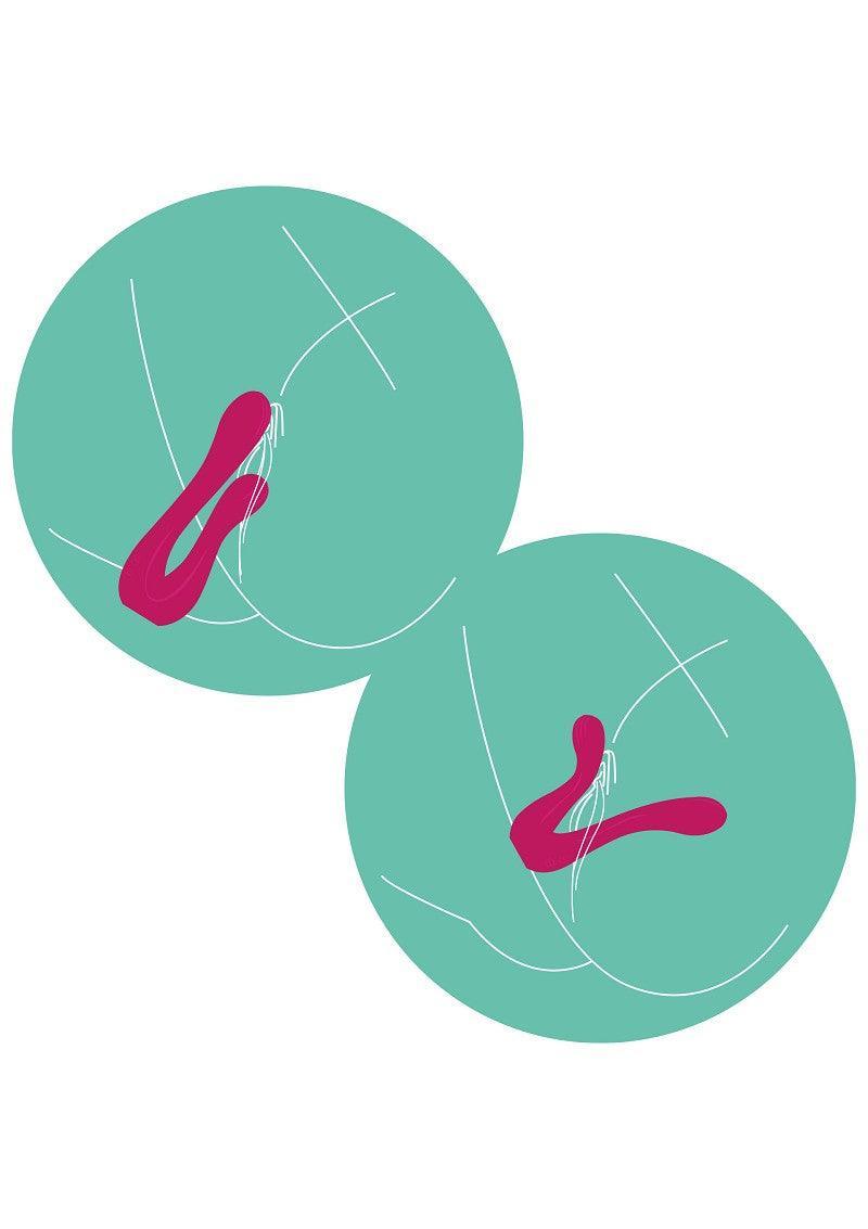 Sync Sensation Vibrator by Xocoon - Happytoys Sexshop: online sex shop for Feeling Happy & Easy 😊 - Discreet geleverd